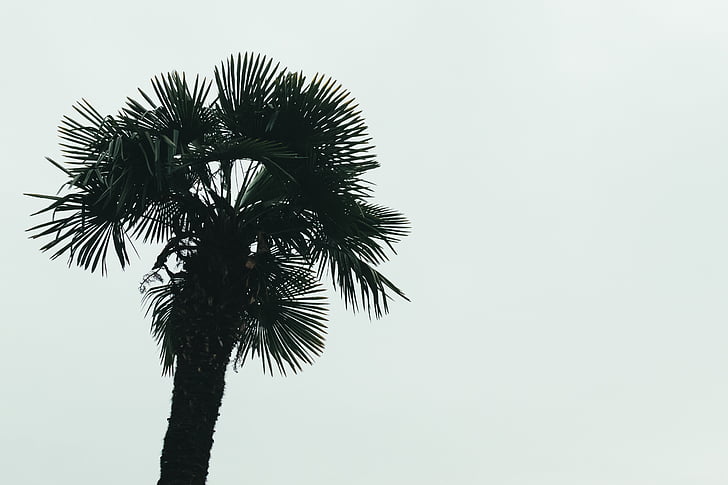 Palma, arbre, fotografia, llum natural, Company, planta, natura