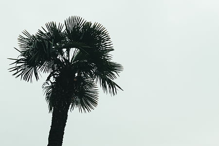 Palm, puu, Fotograafia, päevavalgus, PAL, taim, loodus