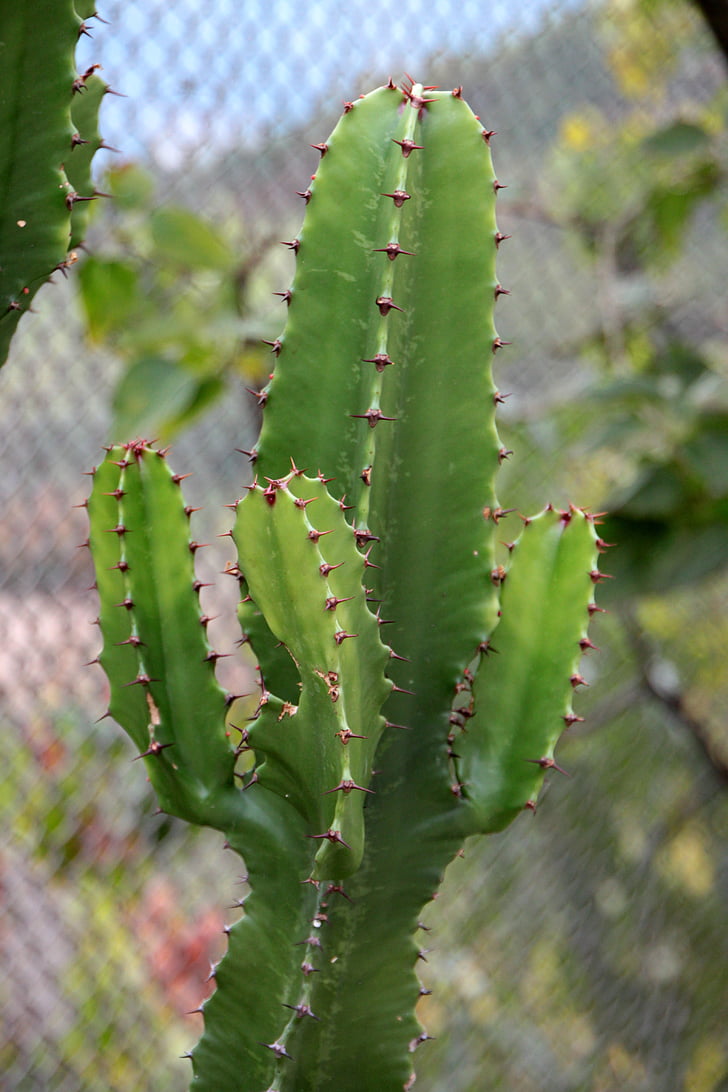 Cactaceae, Cactus, container, flori, gradina, ghivece, plante