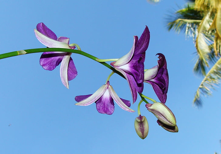 Orchid, kwiat, Dendrobium, fioletowy, Flora, Orchidaceae, Indie