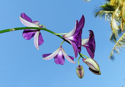 Orquídea, flor, Dendrobium, púrpura, flora, Orchidaceae, India