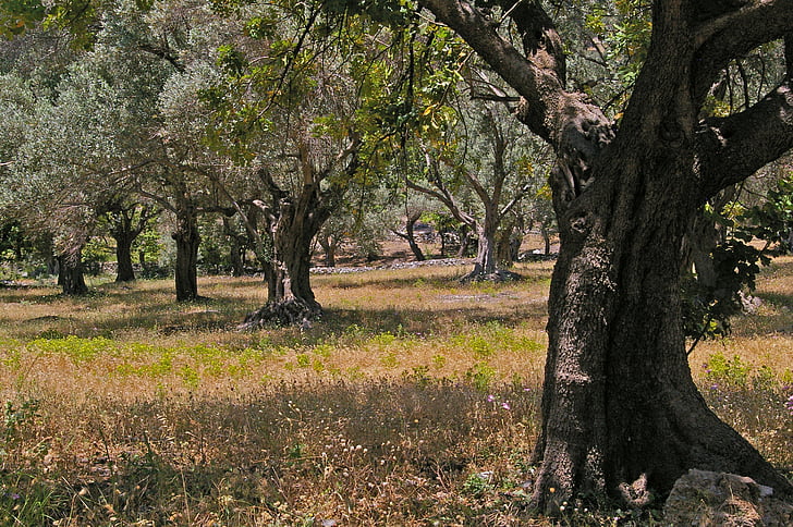 olivovníky, staré, olivovník, Denník, drevo, olivy, strom