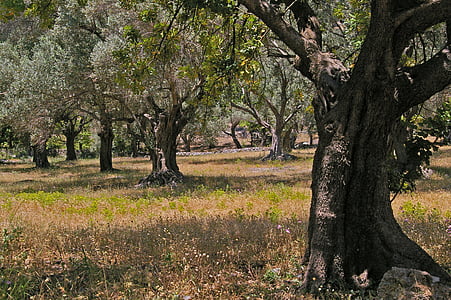 alberi di ulivo, vecchio, albero di ulivo, Registro, legno, olive, albero
