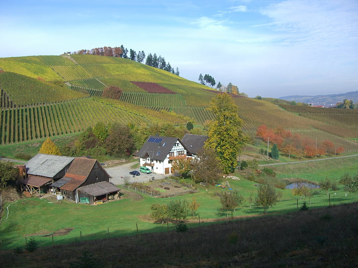 vinograd, jeseni, Eunice hof, bottenau