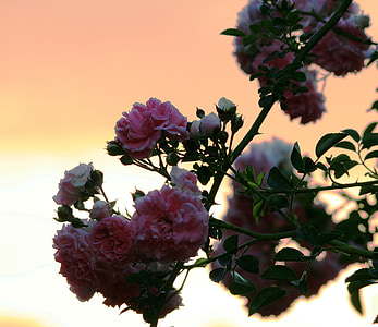 цвете, Rosebush, рози, флорални, растителна, естествени, Блосъм