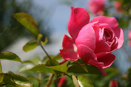 roz, floare, gradina, petale, culoare roz, dragoste, natura