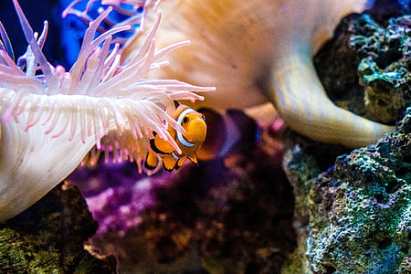 Clown fish, anemonefish, zivis, Nemo, akvārijs, rifa, koraļļu