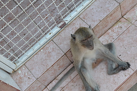 o macaco, Tailândia, animal