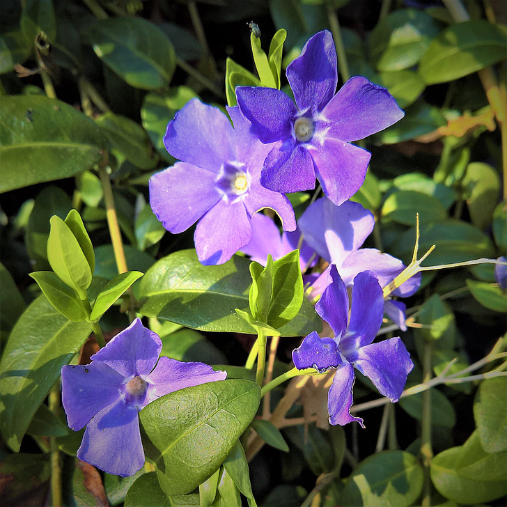 plant, periwinkle, vinca, purple flowers, bright, evergreen leaves, early bloomer
