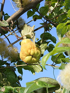 cydonia, oblonga, quince, sweet, yellow, fruit