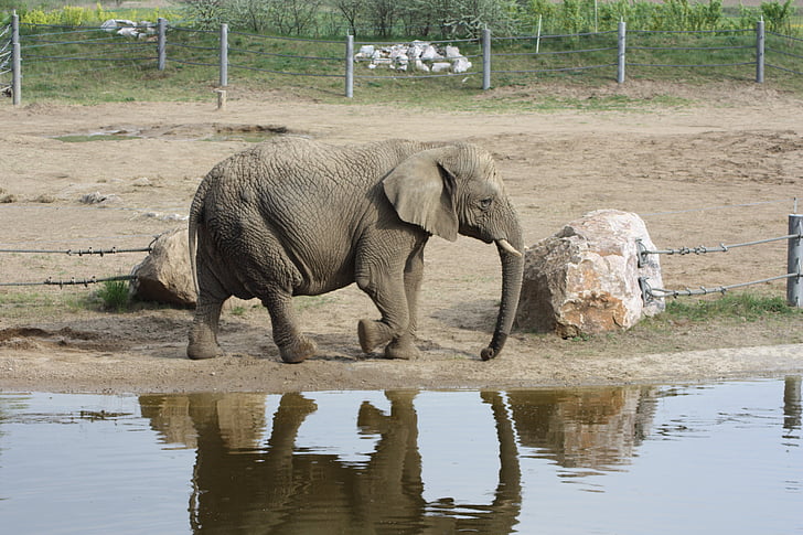 slon, slon africký, Loxodonta africana, Příroda, volně žijící zvířata, zvíře, savec