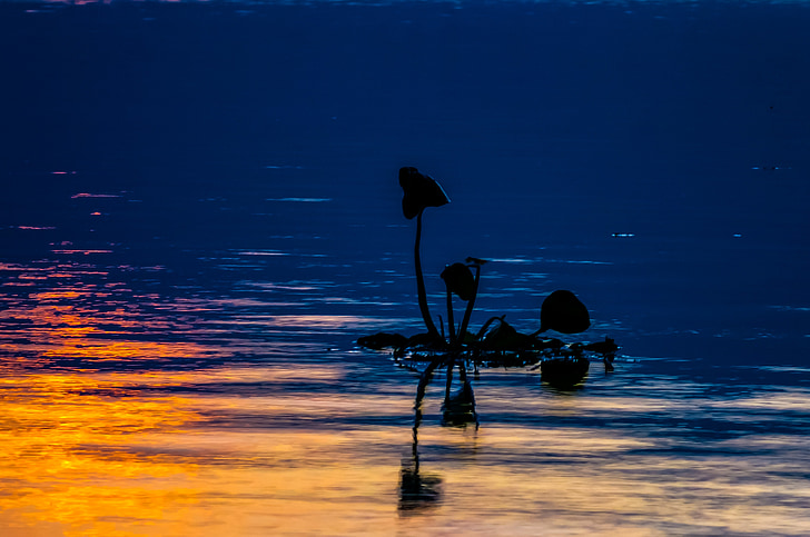 Lake, zwevende plant, zonsondergang, abendstimmung, natuur, silhouet, reflectie
