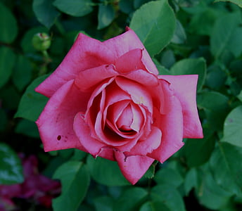τριαντάφυλλο, ροζ, λουλούδι, άνθιση, φύλλωμα, πράσινο, πέταλα