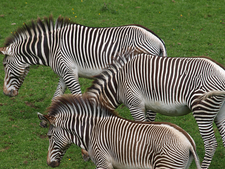 zebre, cavalli, animali, mammiferi, Savannah, steppa, Africa