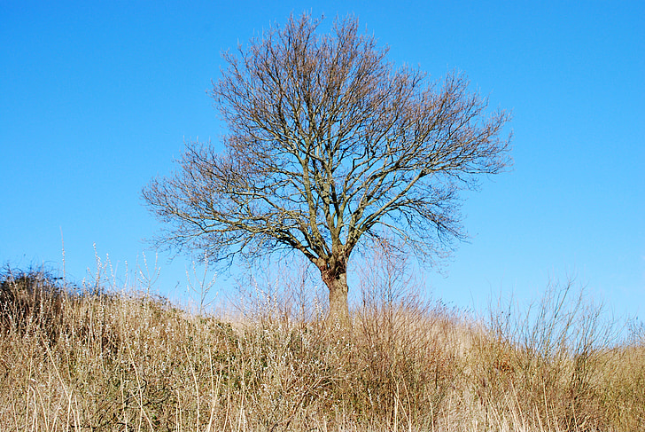 tree, winter, aesthetic, nature, sun, landscape, blue sky