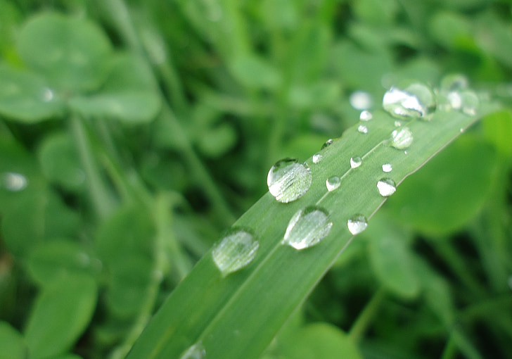 water, drop of water, grass, klee, green, leaf, meadow