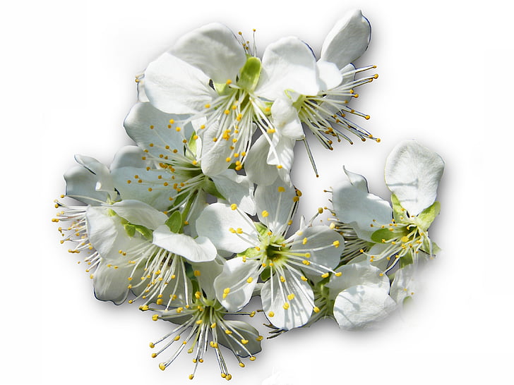 cherry blossoms, hell, white, spring, risen, bee pollen, isolated