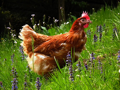 chicken, grass, range, hen, poultry, meadow, brown