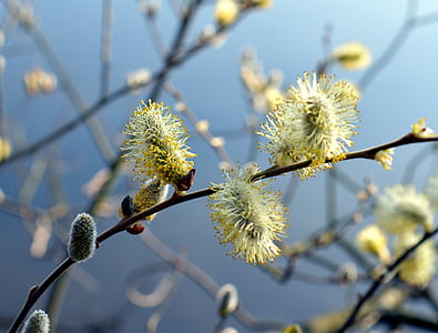 pussy willow, blossom, bloom, grazing greenhouse, pasture, spring, plant