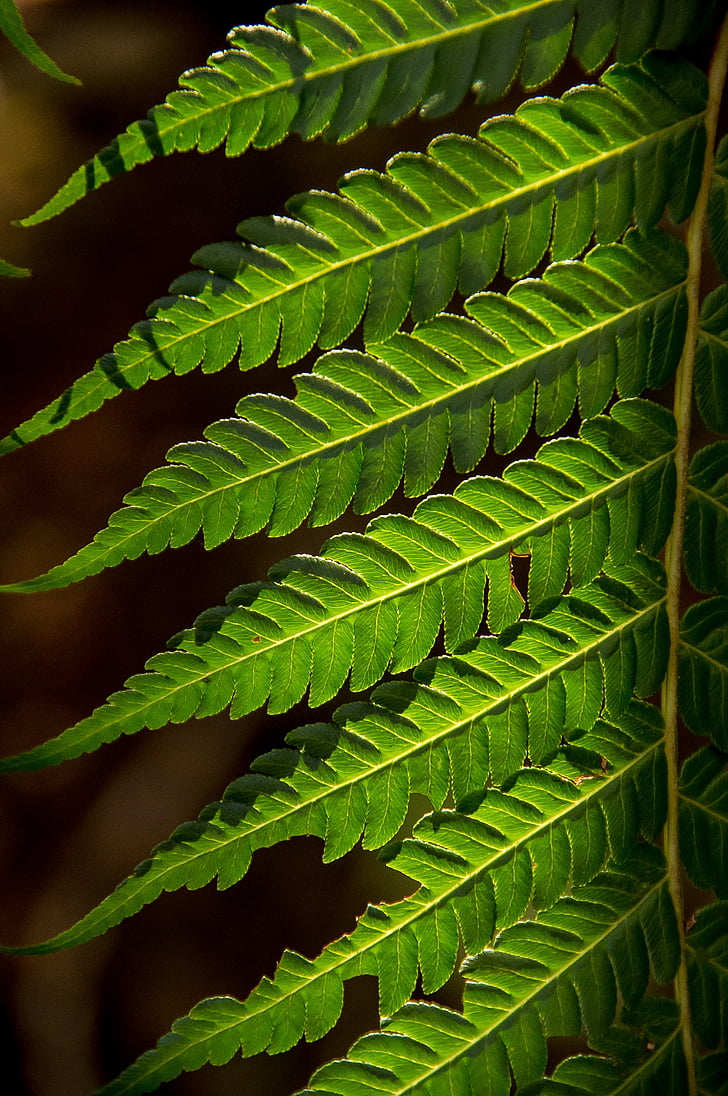 Falguera, fulla, verd, bosc, Queensland, Austràlia, natura