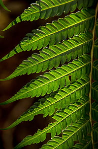 Falguera, fulla, verd, bosc, Queensland, Austràlia, natura