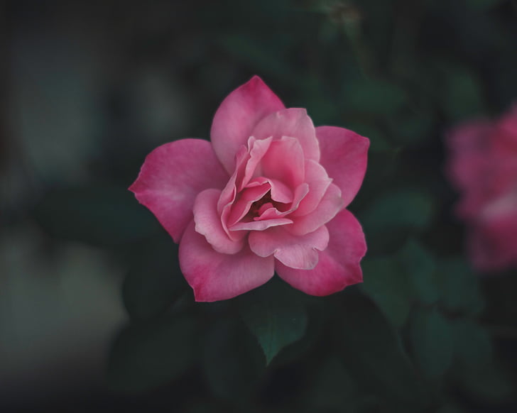 close, view, pink, petal, flower, plant, blur