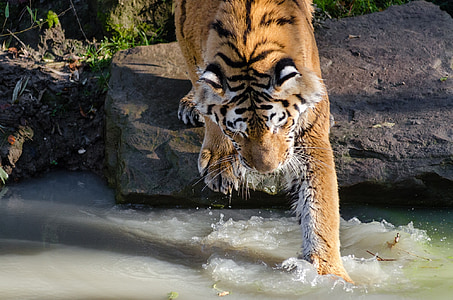 tiger, water, pool, big cat, feline, wildlife, nature