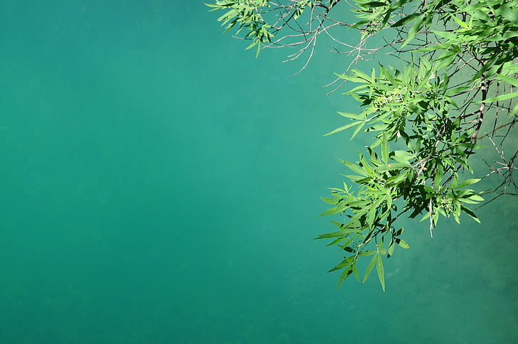 leaves, lake, plant, branches, green, relaxation, water