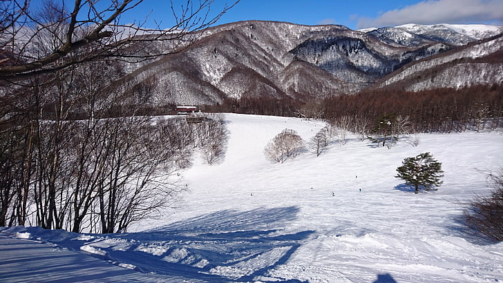 piste, snow board, neige, montagne, hiver, nature, arbre