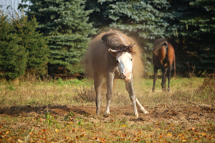 horse, mold, rolling, thoroughbred arabian, mare, meadow, mane