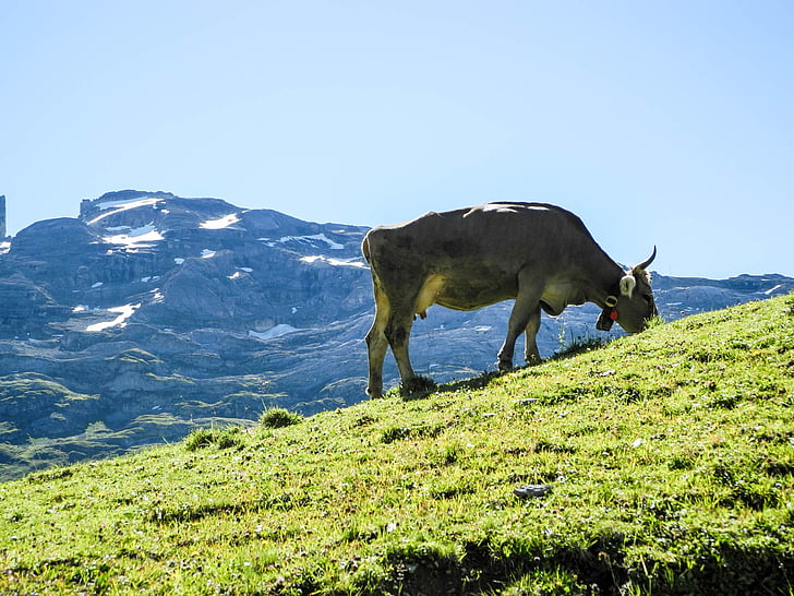 melchseefrutt, kalnai, kalnų viršūnių, Gamta, Šveicarija, Alpių, karvių