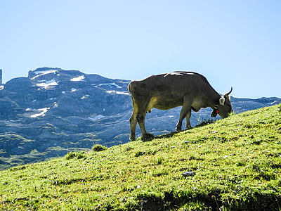 melchseefrutt, горы, горный саммит, Природа, Швейцария, Альпийский, коровы