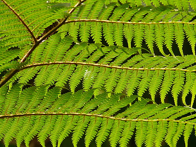 Tree fern, Fern, Dicksonia Antarktis, Anläggningen, ormbunkar, grön, Leaf