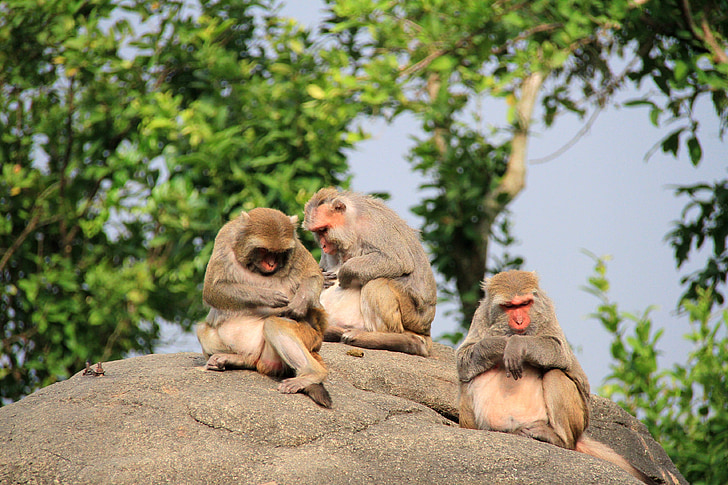 monkey, three, large stone, high, grooming, companion, zoo