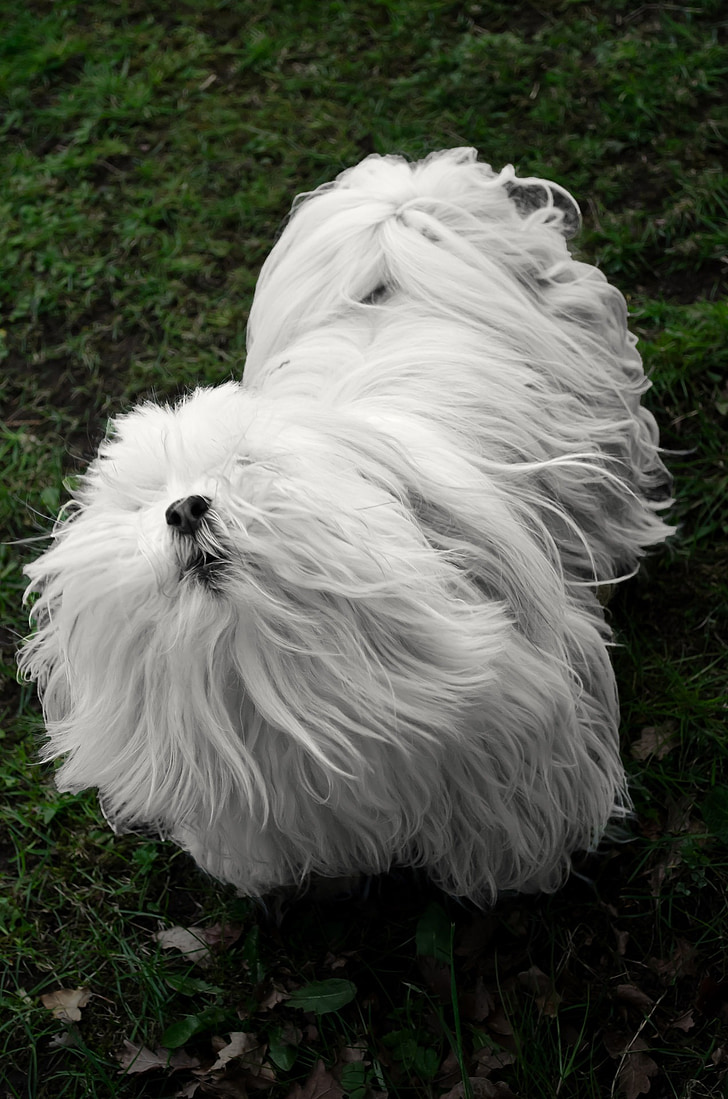 balta, mažas, šuo, gyvūnai, gyvūnų plaukų, apsauga, plaukų