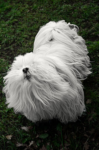 ホワイト, 小さな, 犬, 動物, ペットの毛, ガード, 髪