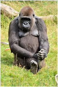 goryl, ogród zoologiczny, serii, małpa, małpy, Holandia, Amsterdam