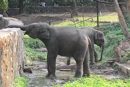 ช้าง, สวนสัตว์, น้ำดื่ม, พม่า, พม่า, ท่องเที่ยว, ย่างกุ้ง