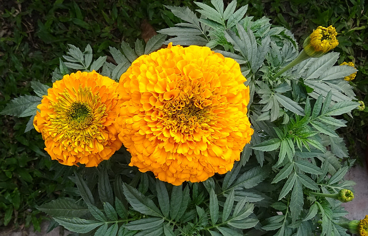Marigold, blomst, gul, genda, jhenduphool, gondephool, Tagetes erecta