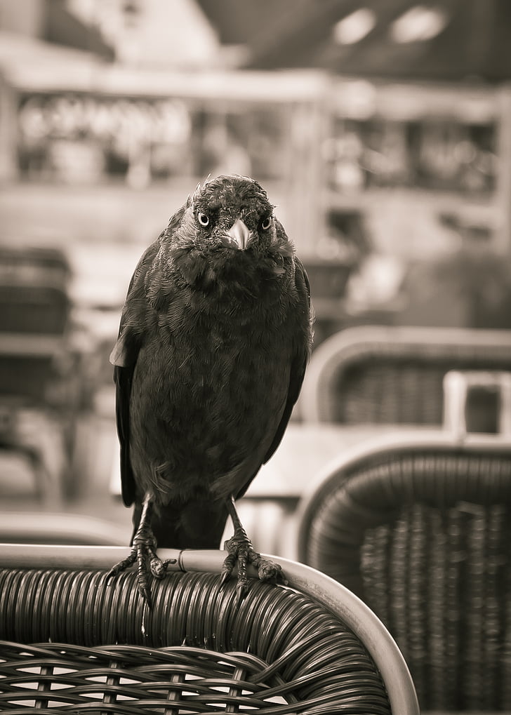 giống qụa nhỏ, con chim, màu đen, con quạ, họ Quạ, Corvus monedula, chim