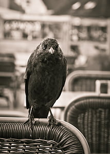 jackdaw, bird, black, crow, corvidae, corvus monedula, birds
