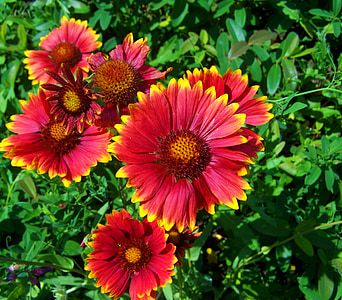 červeno-žltý napvirág, kvetinová záhrada, letné kvety