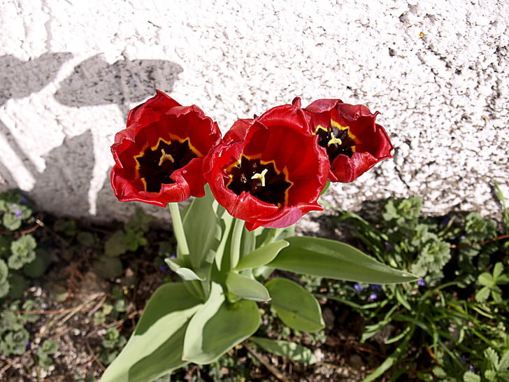 red, tulips, flowers, plant, garden, cemetery, graveyard