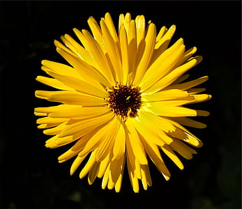 yellow, flower, macro, shot, fragility, petal, flower head