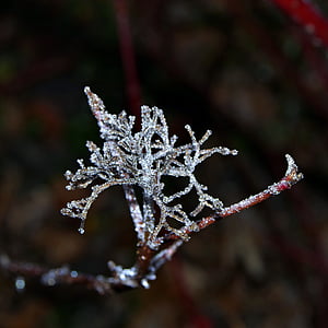Spruce, Cobweb, es, tidak dingin, embun beku, beku, pagi