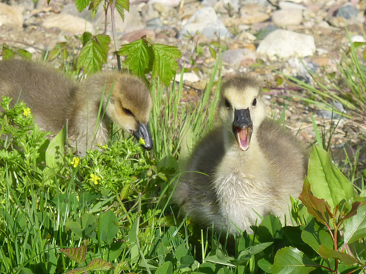 holky, divoká Husa, Canada goose