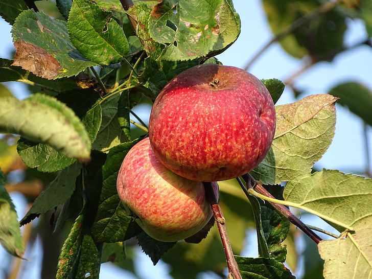 사과, 과일, 가, 그루지야, 자연, 잎, 트리