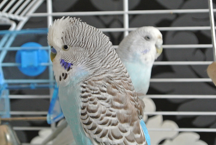 birds, budgerigars, animals, feather, parakeets, pets, together