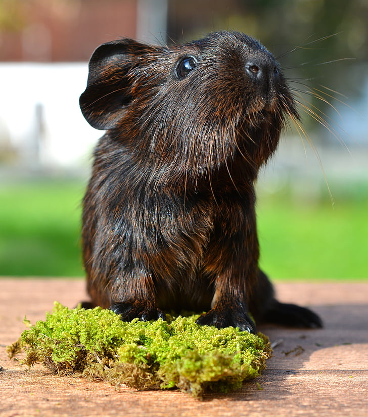 gold agouti, guinea pig, pet, nager, rodent, animal, cute