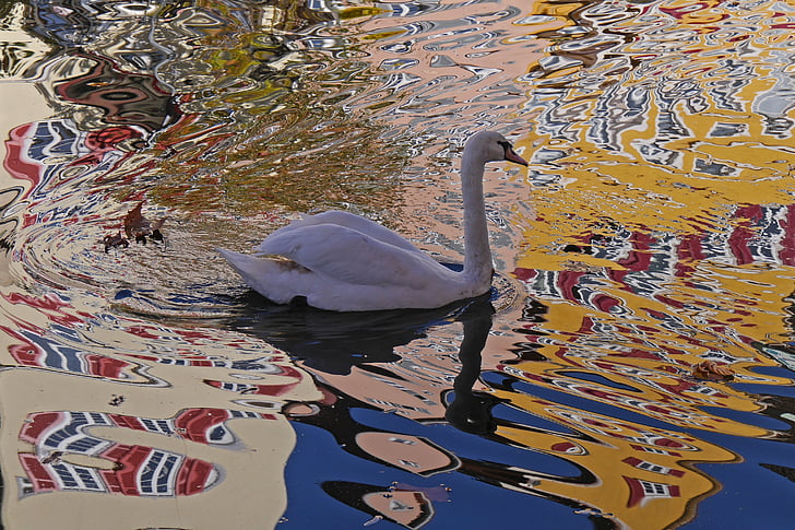 Swan, vatten, spegling, distorsion
